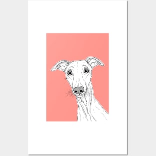 Whippet Dog Portrait ( coral background ) Posters and Art